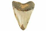 Juvenile Fossil Megalodon Tooth From Angola - Unusual Location #258568-1